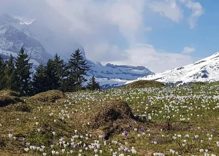 Surfers Horizon Loft With Balcony & Panoramic Views * Grindelwald